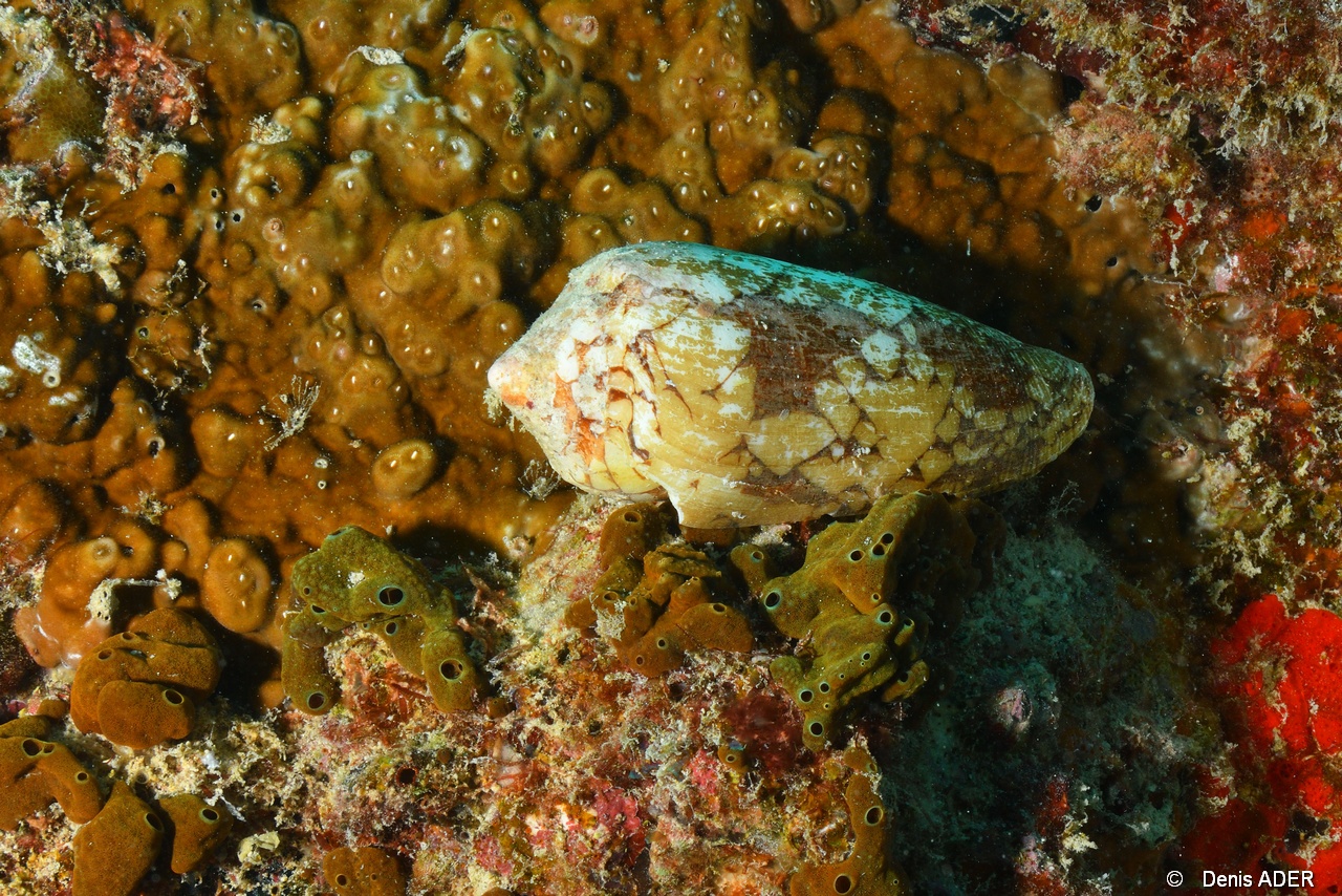 Conus textile-Praslin Baie chevalier-13m-20190610-Denis-ADER-DSC_9023_tn.jpg